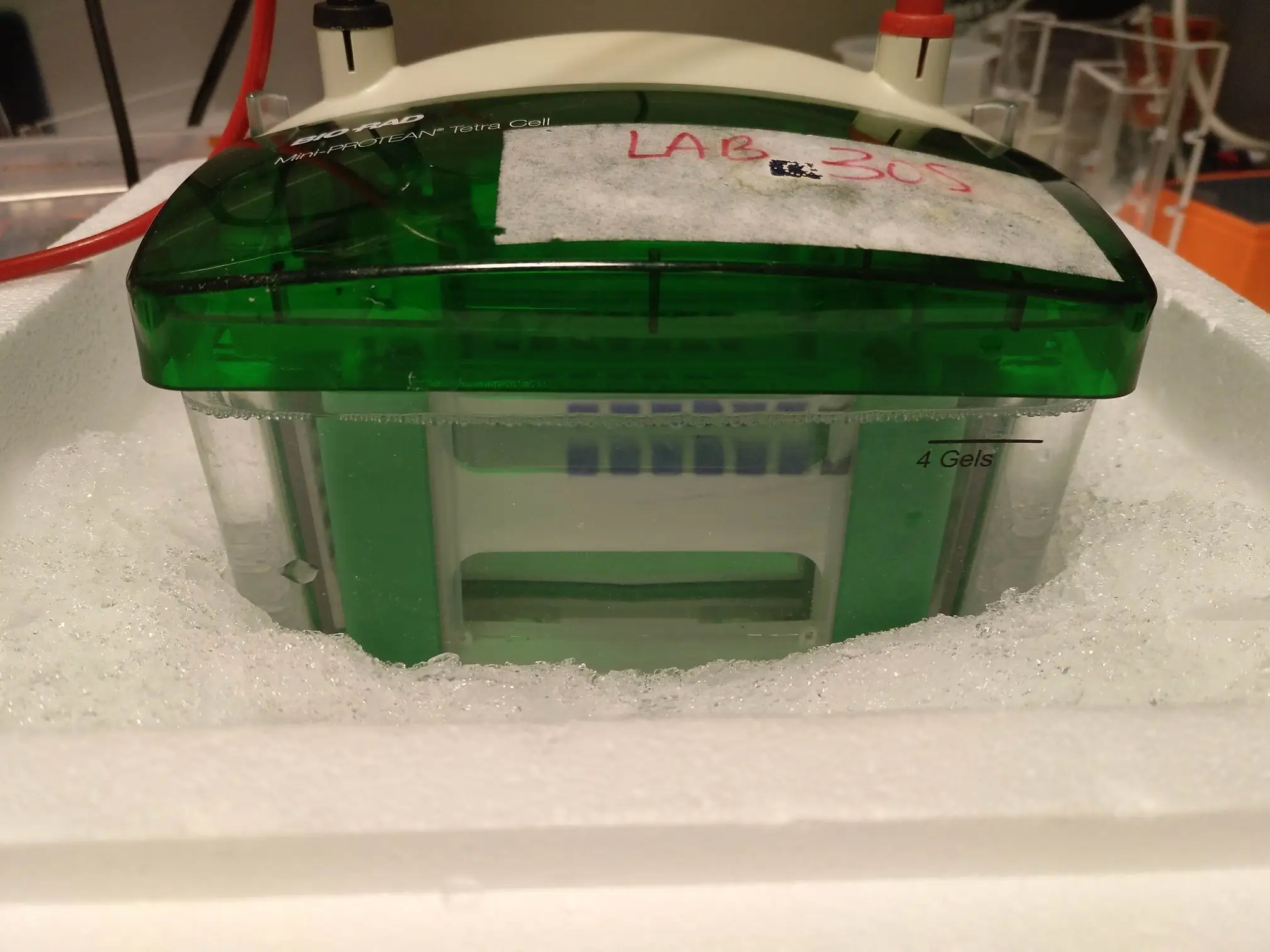 Western blot · 2019