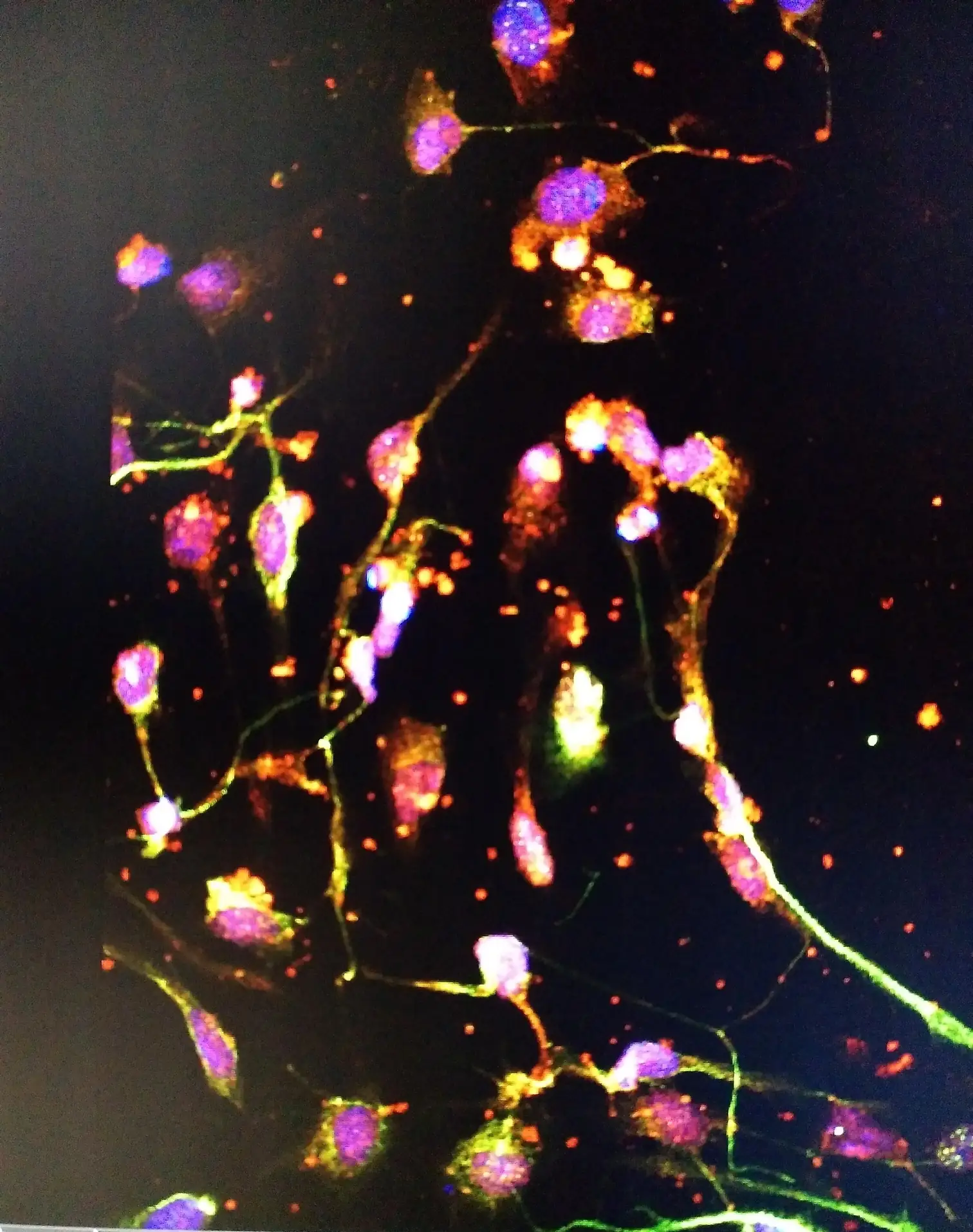 Cell culture · 2019