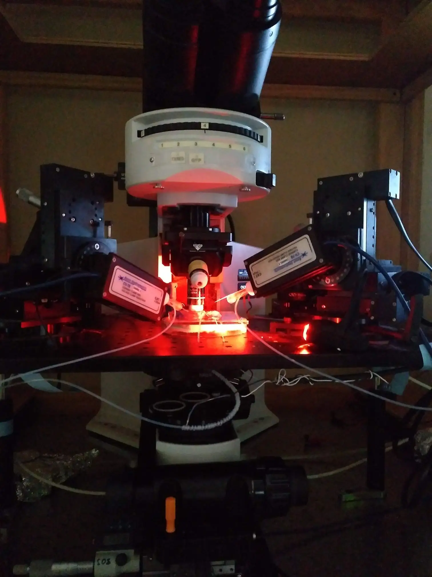 Patch-clamp recording · 2019